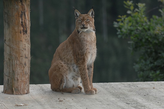Lynx Wildlifepark Aurach