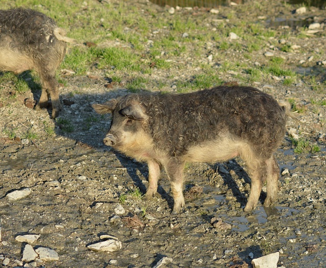 Mangalitza Schwein Wildpark Aurach