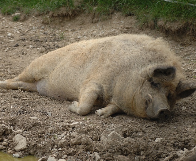 Mangalitza Schwein Wildpark Aurach