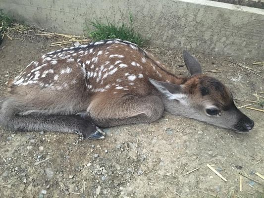 Rothirschkalb - Wildpark Aurach (2)