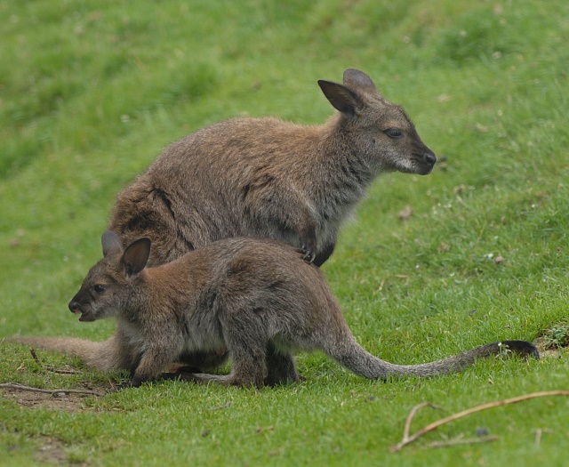 Bennett-Kangaroo Wildlifepark Aurach