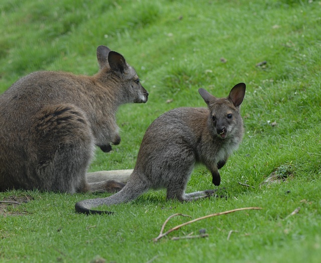 Bennett-Kangaroo Wildlifepark Aurach