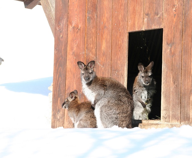 Bennett-Kangaroo Wildlifepark Aurach