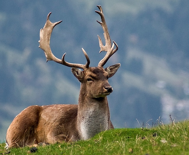 Fallow deer Wildlifepark Aurach