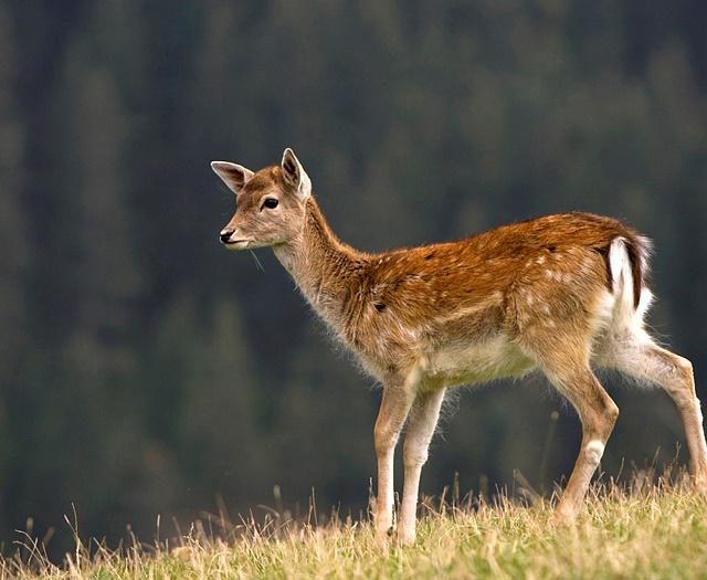 Fallow deer Wildlifepark Aurach