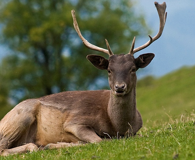 Fallow deer Wildlifepark Aurach