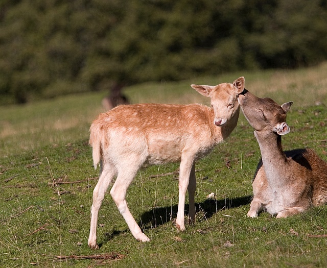 Fallow deer Wildlifepark Aurach