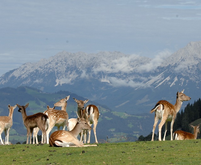 Fallow deer Wildlifepark Aurach