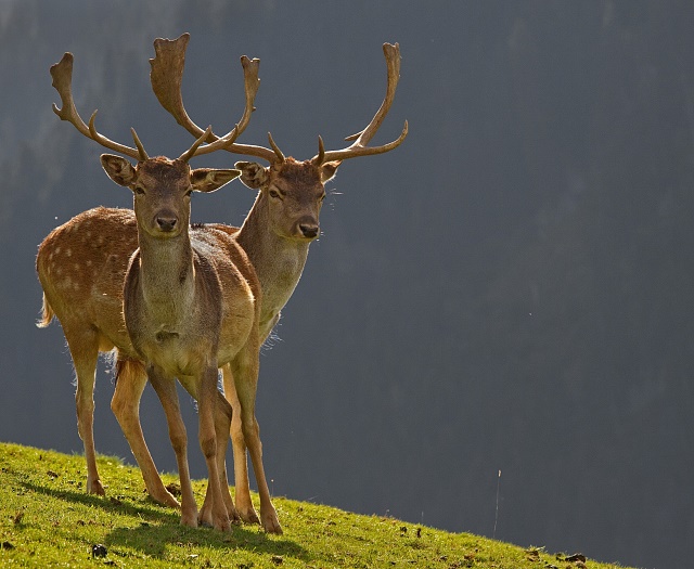 Fallow deer Wildlifepark Aurach