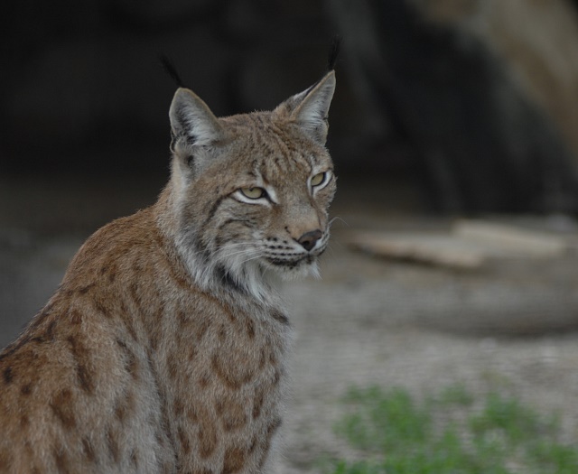 Lynx Wildlifepark Aurach