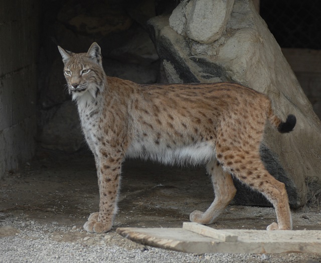 Lynx Wildlifepark Aurach