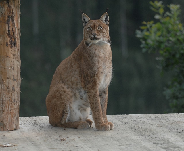 Lynx Wildlifepark Aurach