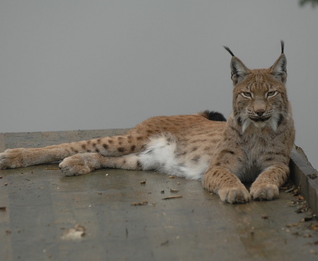 Lynx Wildlifepark Aurach