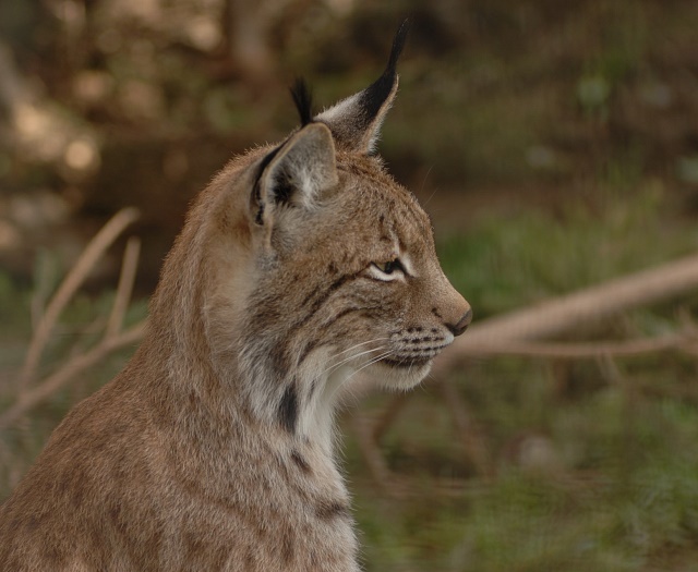 Lynx Wildlifepark Aurach