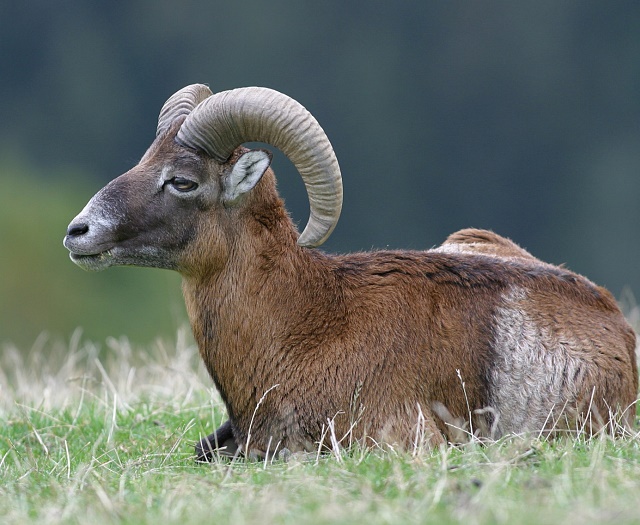 Mouflon Wildlifepark Aurach