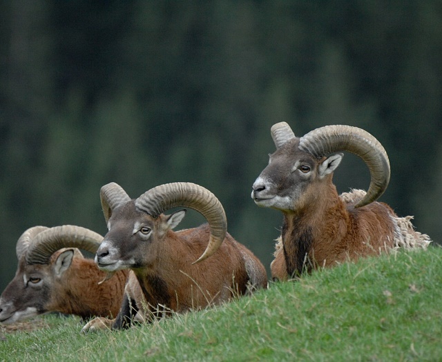 Mouflon Wildlifepark Aurach