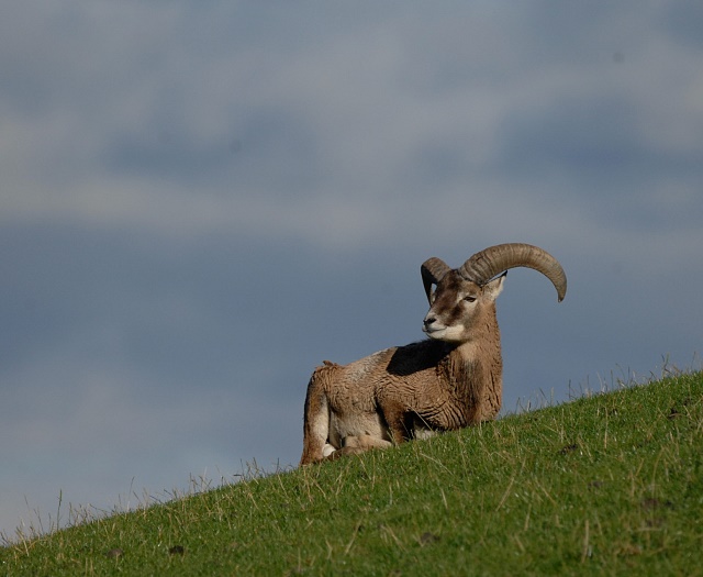 Mouflon Wildlifepark Aurach