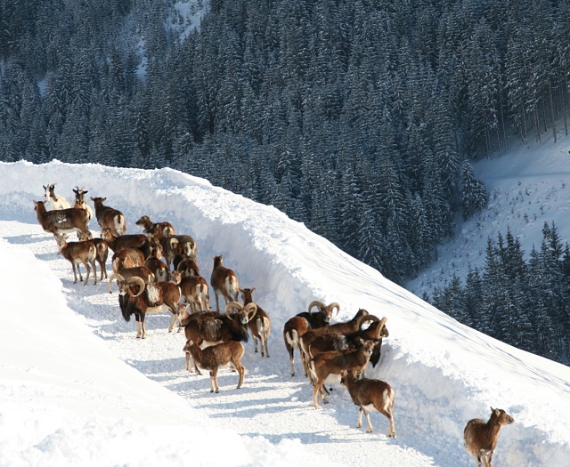 Mouflon Wildlifepark Aurach