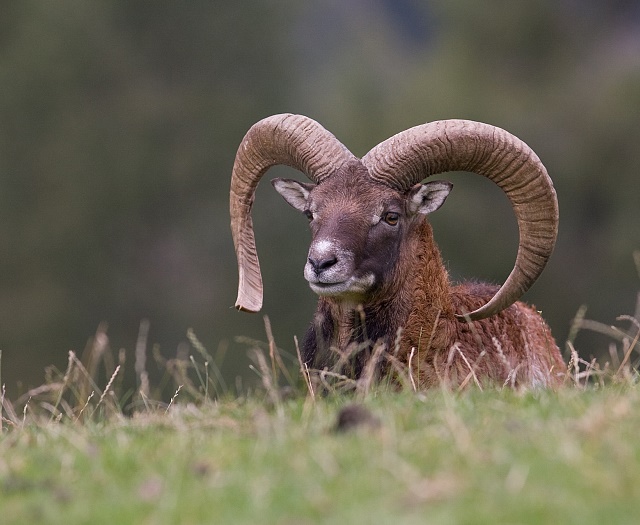 Mouflon Wildlifepark Aurach