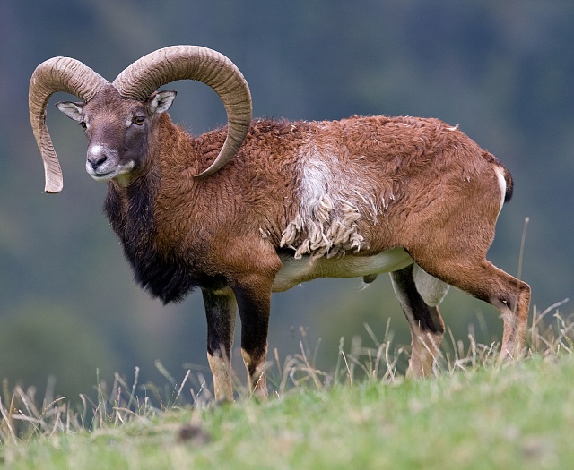 Mouflon Wildlifepark Aurach