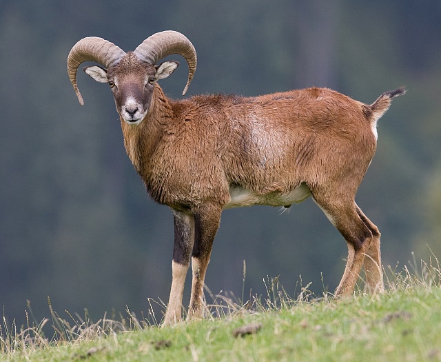 Mouflon Wildlifepark Aurach