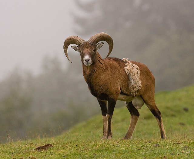 Mouflon Wildlifepark Aurach