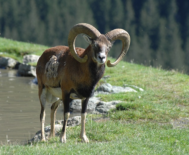 Mouflon Wildlifepark Aurach