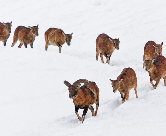 Mouflon Wildlifepark Aurach