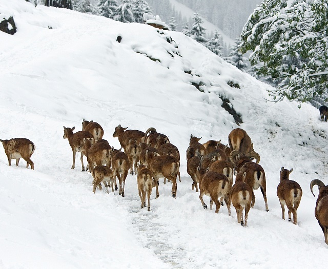 Mouflon Wildlifepark Aurach