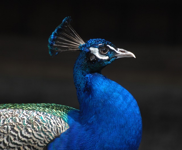 Peacock