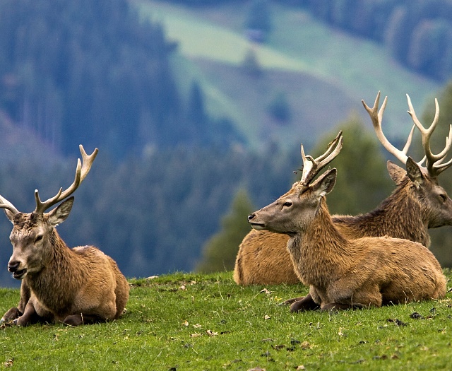 Red deer Wildlifepark Aurach