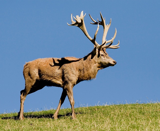 Red deer Wildlifepark Aurach