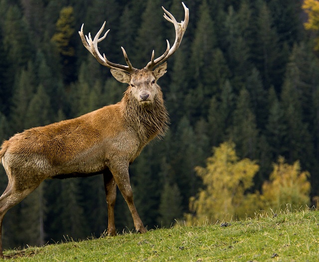 Red deer Wildlifepark Aurach