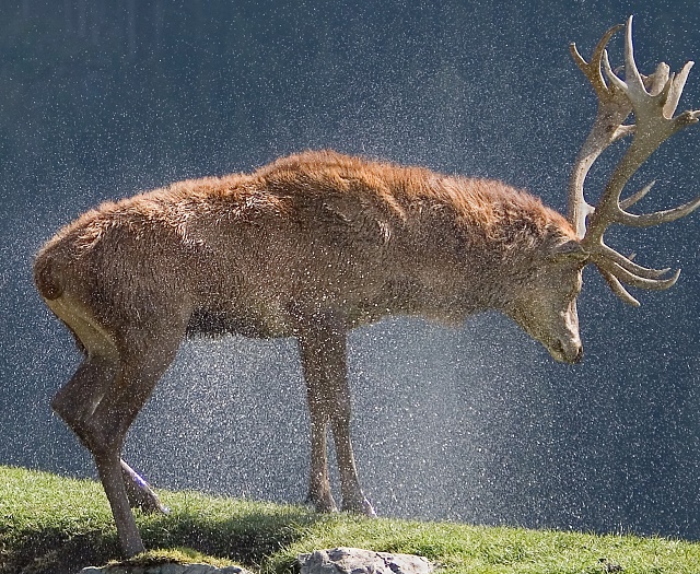 Red deer Wildlifepark Aurach