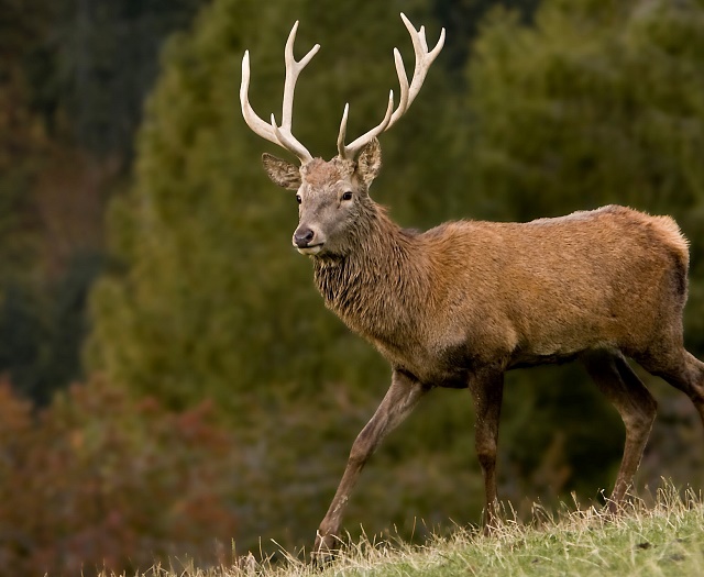 Red deer Wildlifepark Aurach