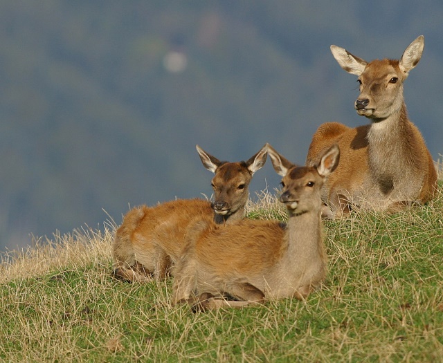 Red deer Wildlifepark Aurach