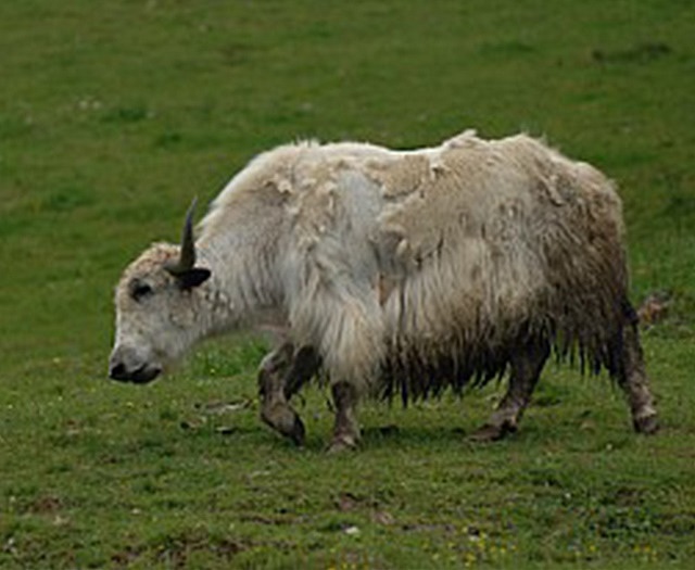 Yak