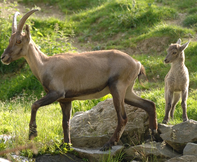 Ibex Wildlifepark Aurach