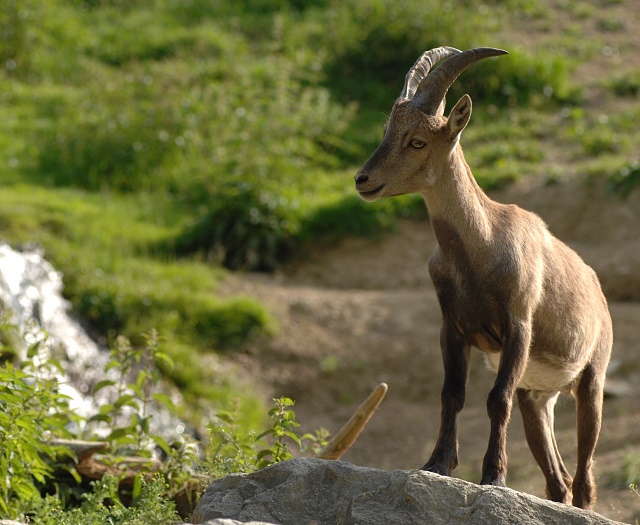 Ibex Wildlifepark Aurach