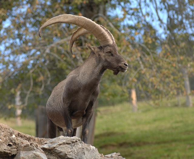 Ibex Wildlifepark Aurach