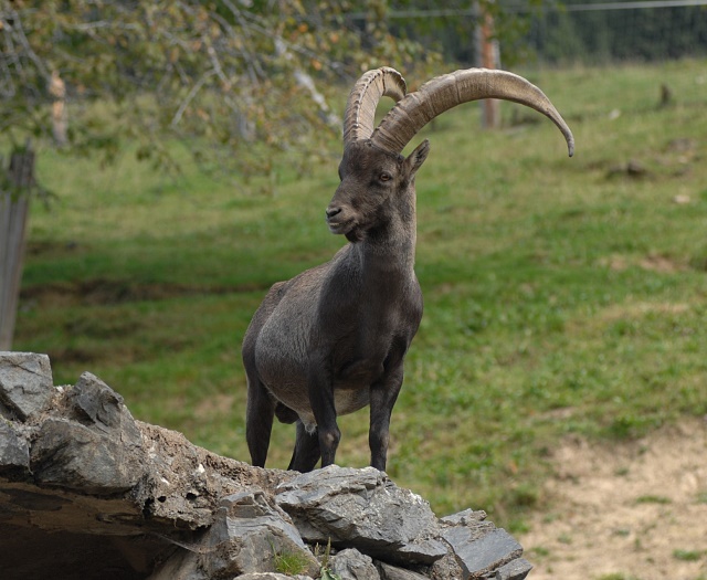 Ibex Wildlifepark Aurach