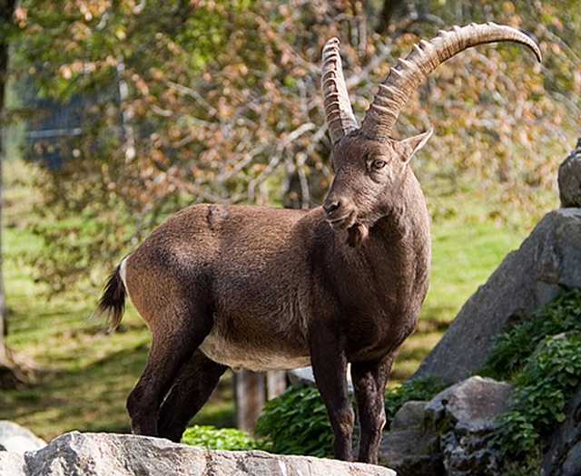 Ibex Wildlifepark Aurach