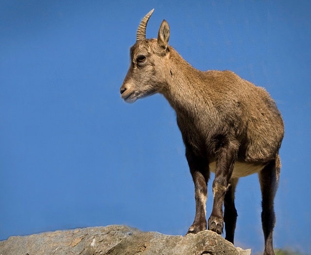 Ibex Wildlifepark Aurach