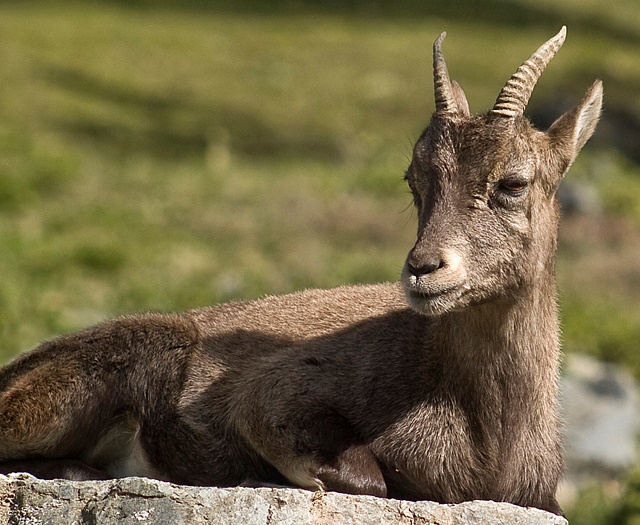 Ibex Wildlifepark Aurach