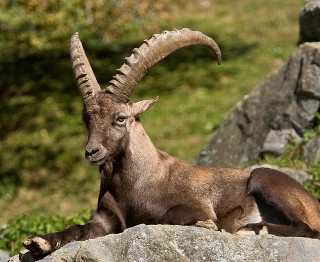 Ibex Wildlifepark Aurach