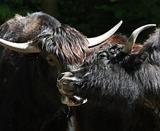 Yak