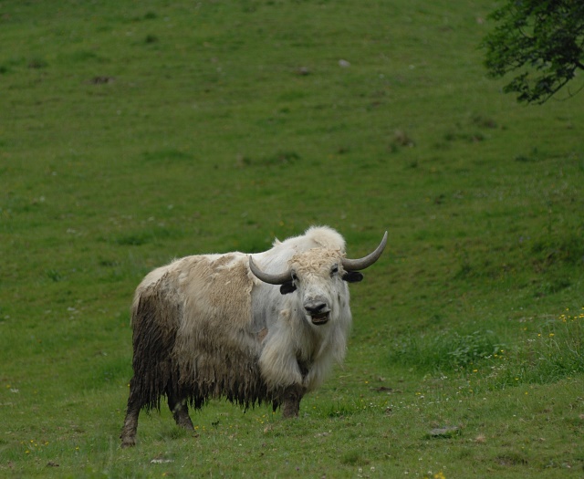 Yak Wildlifepark Aurach