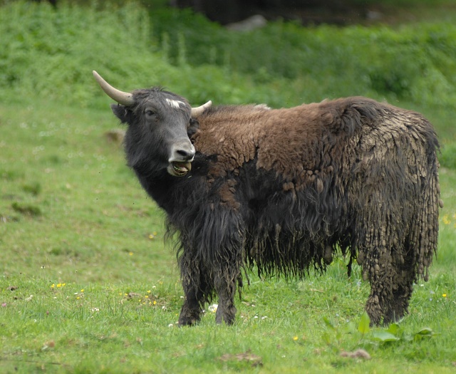 Yak Wildlifepark Aurach