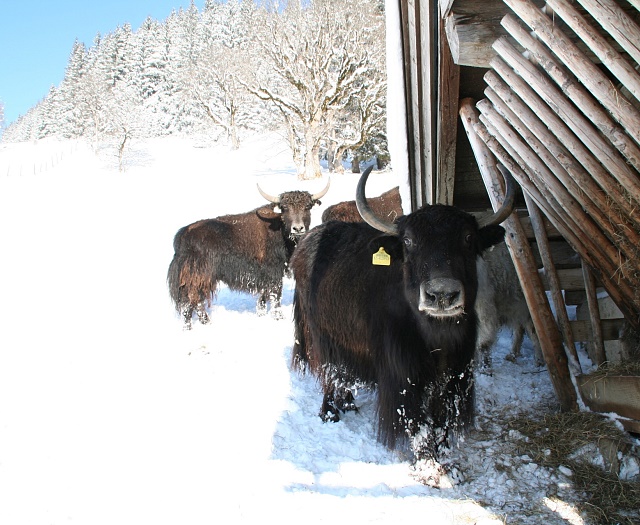 Yak Wildlifepark Aurach