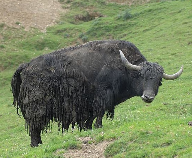 Yak